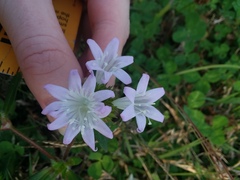 Richardia grandiflora