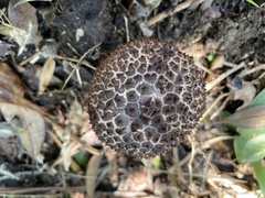 Strobilomyces polypyramis