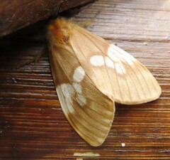 Palasea albimacula
