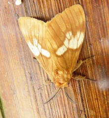 Palasea albimacula