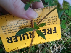 Richardia grandiflora