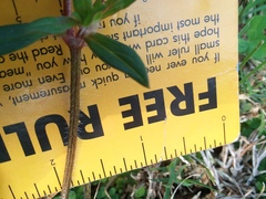 Richardia grandiflora