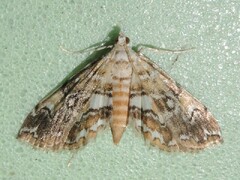 Elophila faulalis