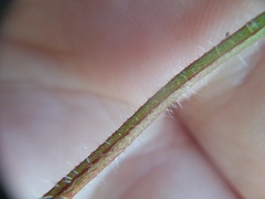 Richardia grandiflora