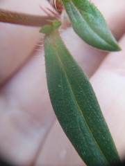 Richardia grandiflora