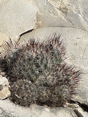 Escobaria emskoetteriana