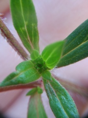 Richardia grandiflora