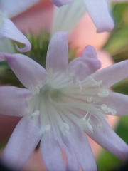 Richardia grandiflora