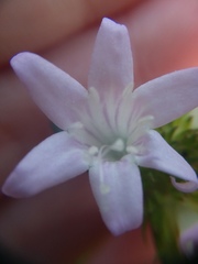Richardia grandiflora