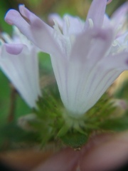 Richardia grandiflora