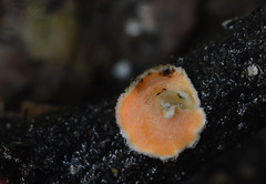 Phaeotremella mycetophiloides
