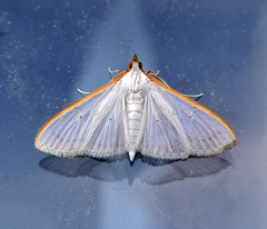 Margaroniini