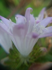 Richardia grandiflora
