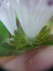Richardia grandiflora