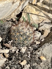 Escobaria emskoetteriana