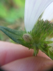 Richardia grandiflora