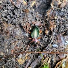 Carabus auronitens