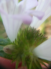 Richardia grandiflora