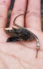 Syngnathus louisianae