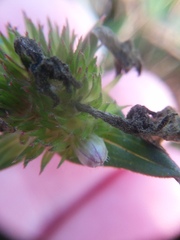 Richardia grandiflora