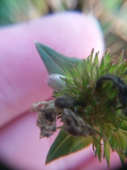 Richardia grandiflora