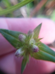 Richardia grandiflora