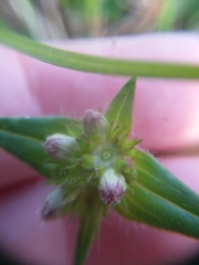 Richardia grandiflora