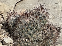 Escobaria emskoetteriana