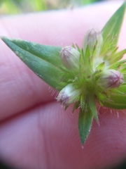 Richardia grandiflora