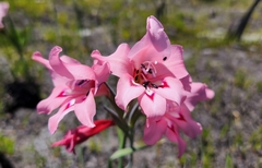 Gladiolus carneus