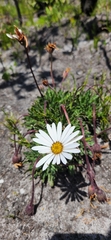 Dimorphotheca nudicaulis