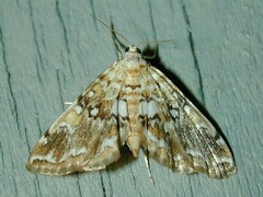 Elophila faulalis