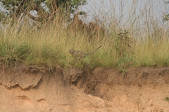 Chlorocebus cynosuros