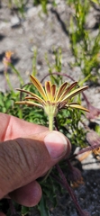 Dimorphotheca nudicaulis