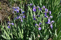 Iris setosa