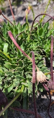 Dimorphotheca nudicaulis