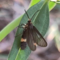 Psichotoe duvaucelii