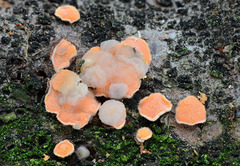 Phaeotremella mycetophiloides
