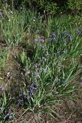 Iris setosa