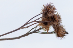 Arctium tomentosum