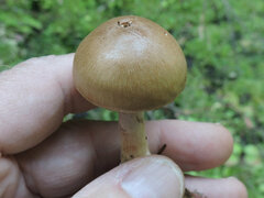 Thaxterogaster purpurascens