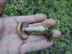 Thaxterogaster purpurascens