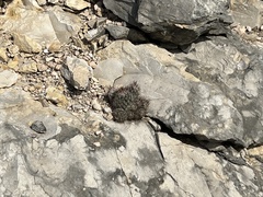 Escobaria emskoetteriana