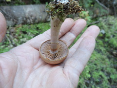 Thaxterogaster purpurascens