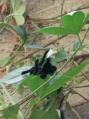 Nymphalidae