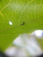 Heliconius charithonia