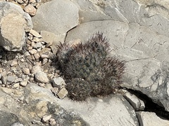 Escobaria emskoetteriana