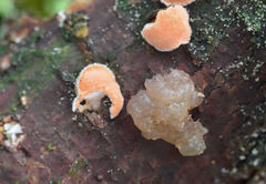 Phaeotremella mycetophiloides