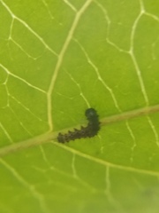 Heliconius charithonia