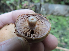 Thaxterogaster purpurascens